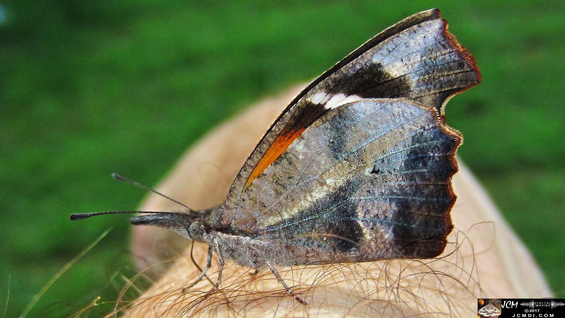 Snout Butterfly close-up